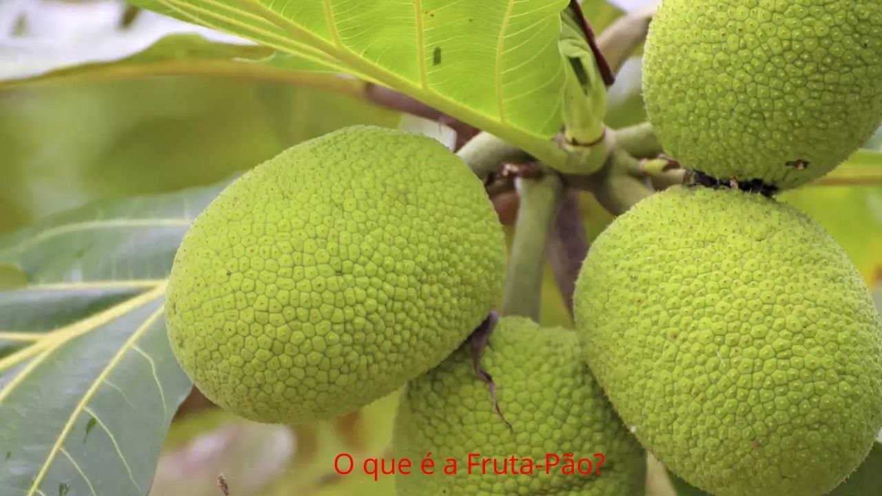 Quais são os países que mais cultivam fruta-pão?